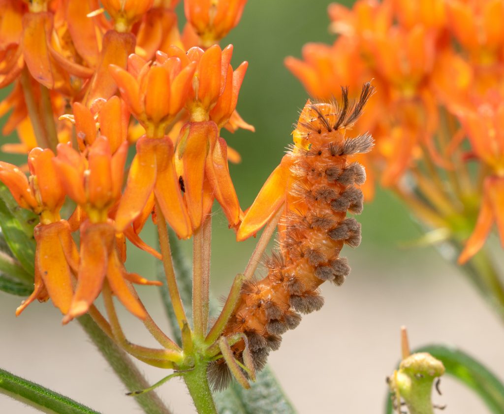 An orange caterpillar with gray tufts of hairs hanging on to a plant with orange flowers.