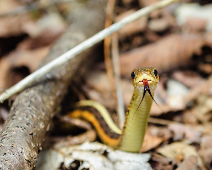 An Eastern Gartersnake periscoping and staring at the camera.